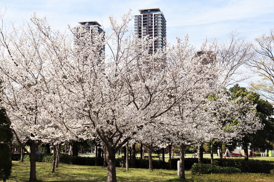 アイランドシティ中央公園の桜2