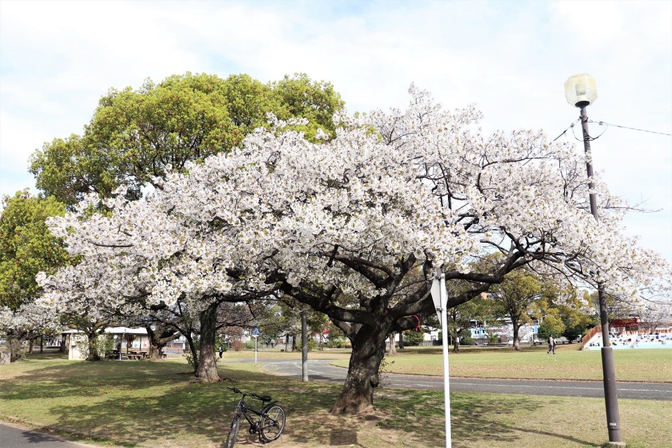 貝塚公園の桜2