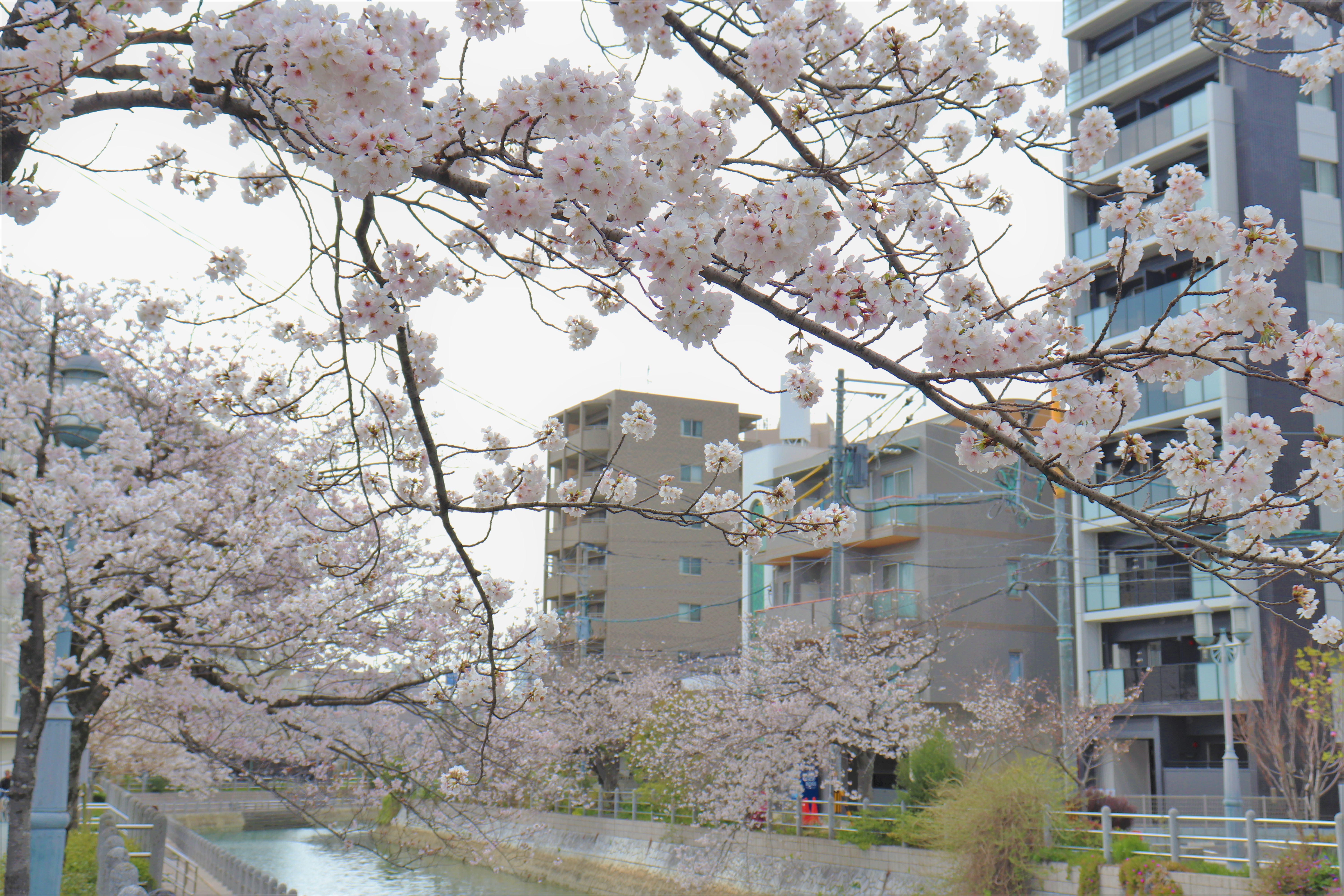 香椎川の桜