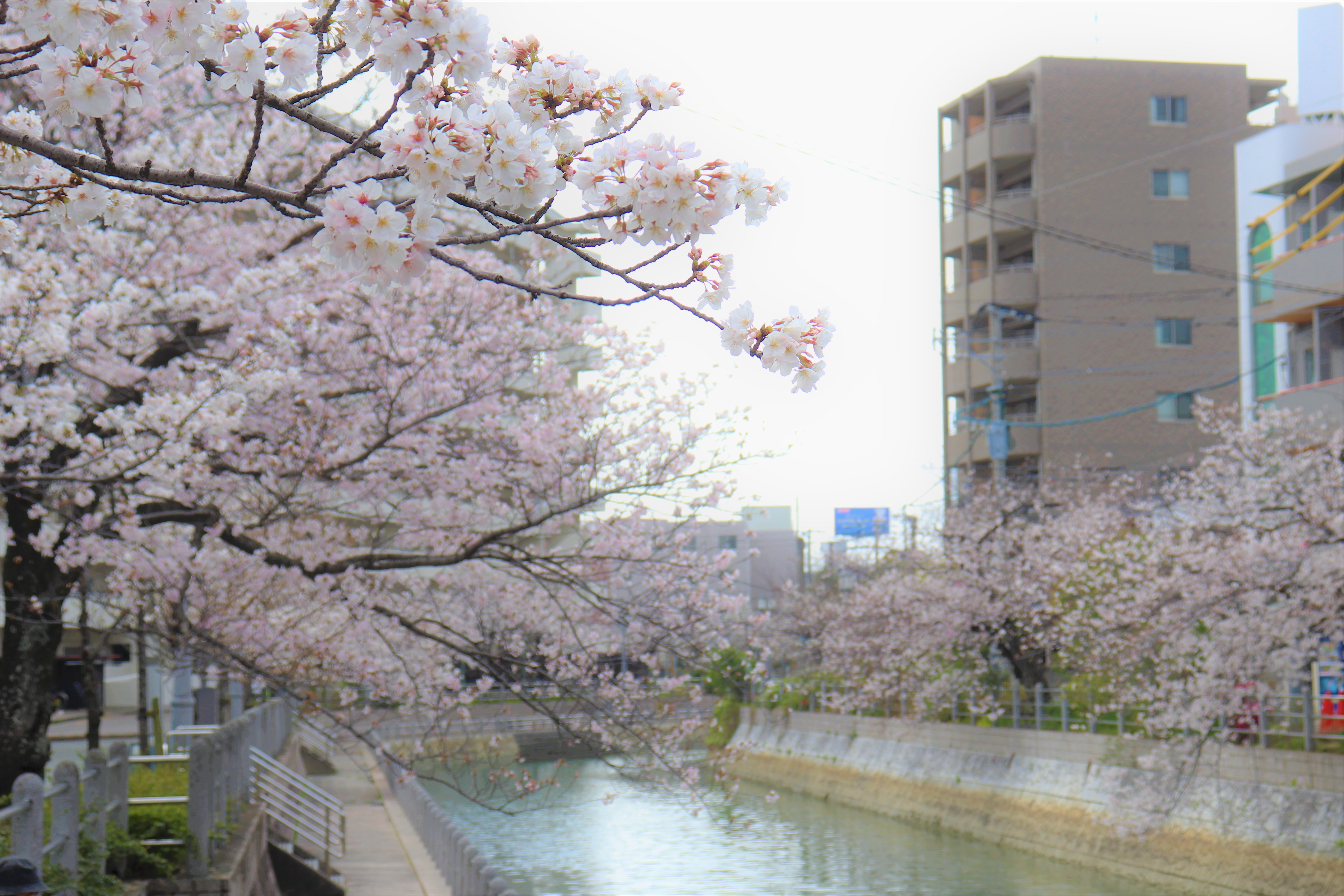 香椎川の桜2