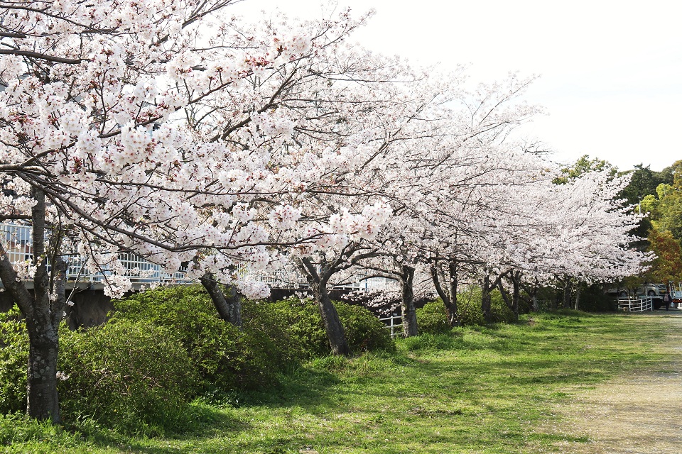 香椎宮の桜