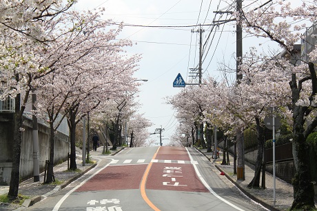 香住丘の桜2