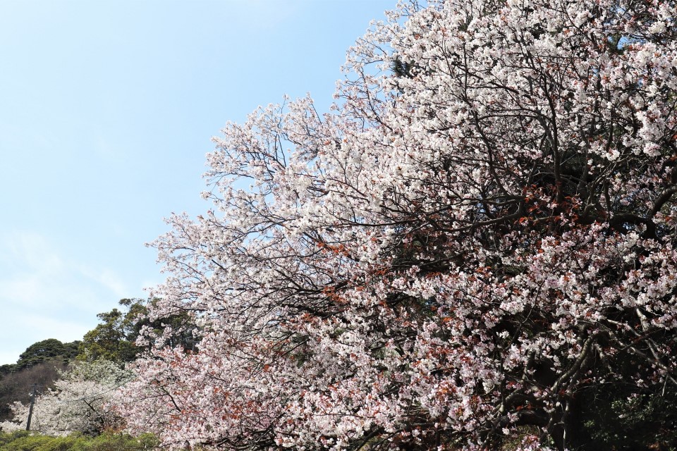 休暇村の桜