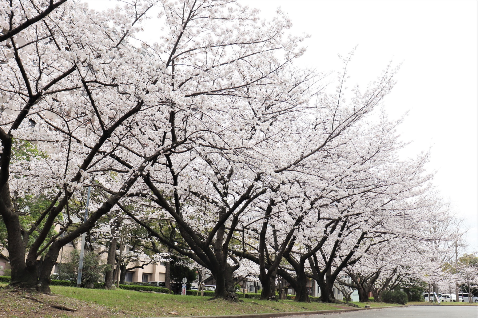 九州大学病院キャンパスの桜