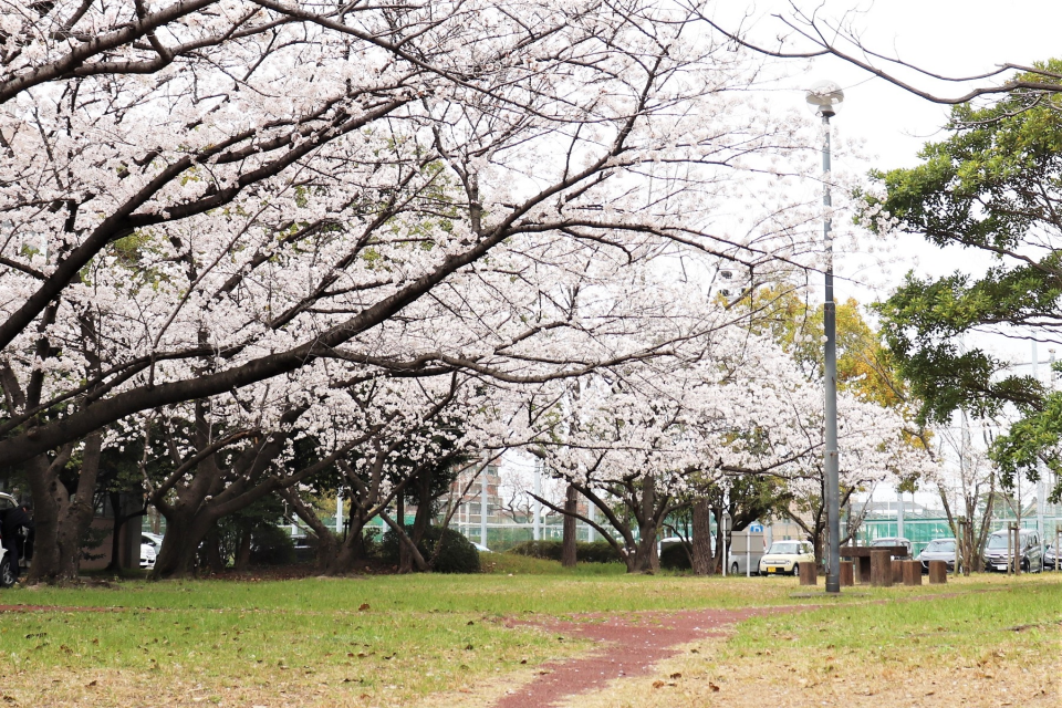 九州大学病院キャンパスの桜2