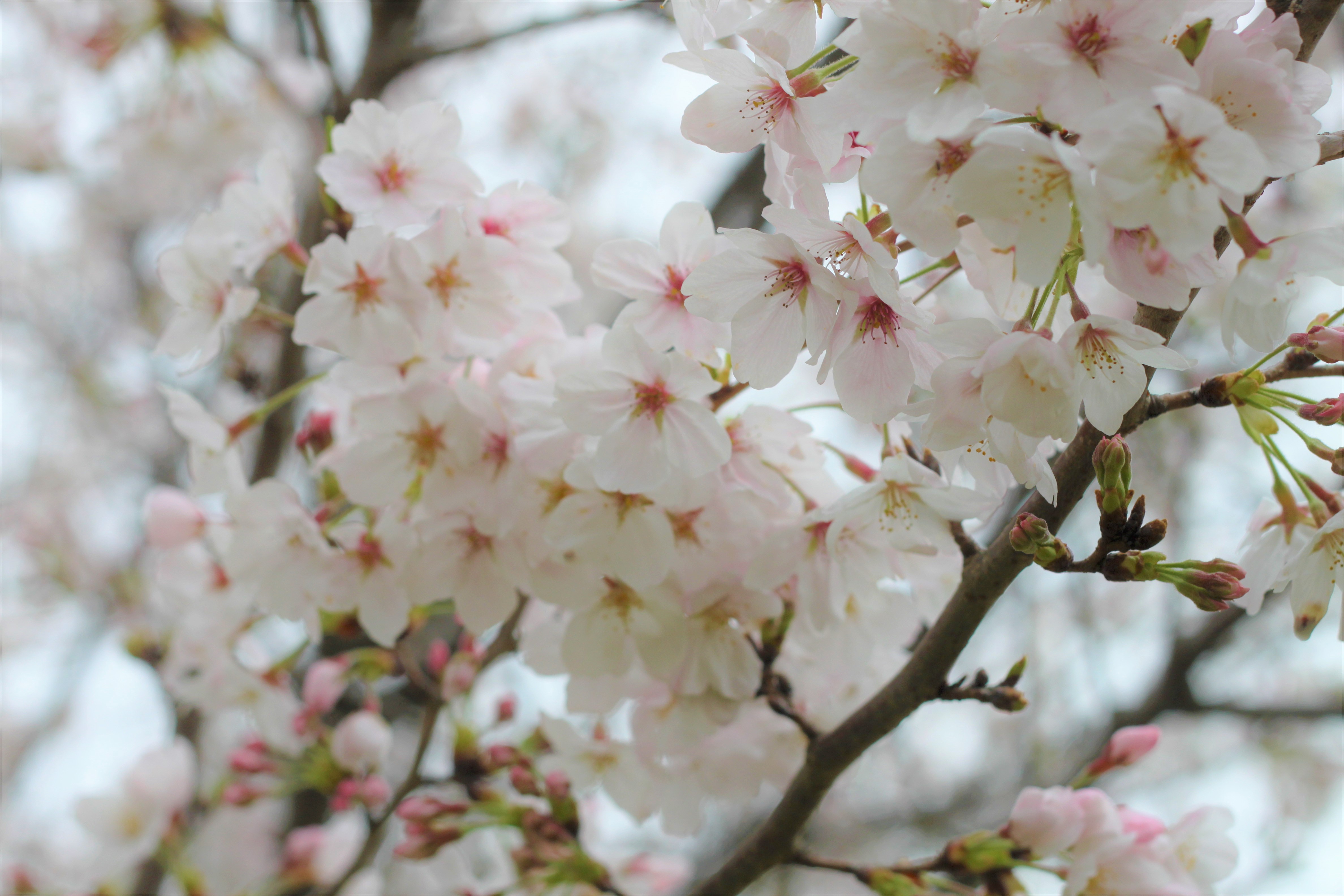 三苫浜中央公園の桜2