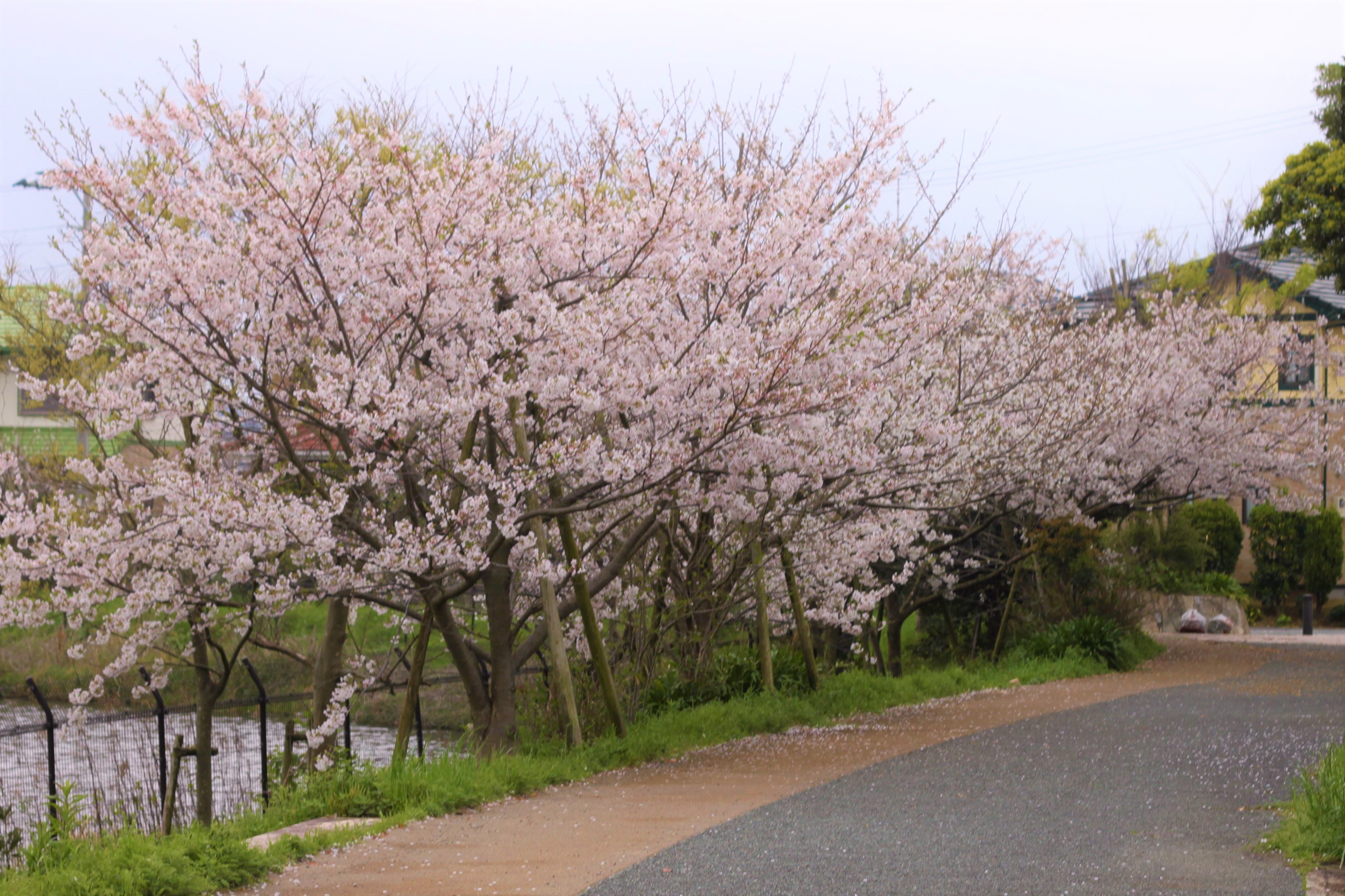 三苫浜中央公園の桜