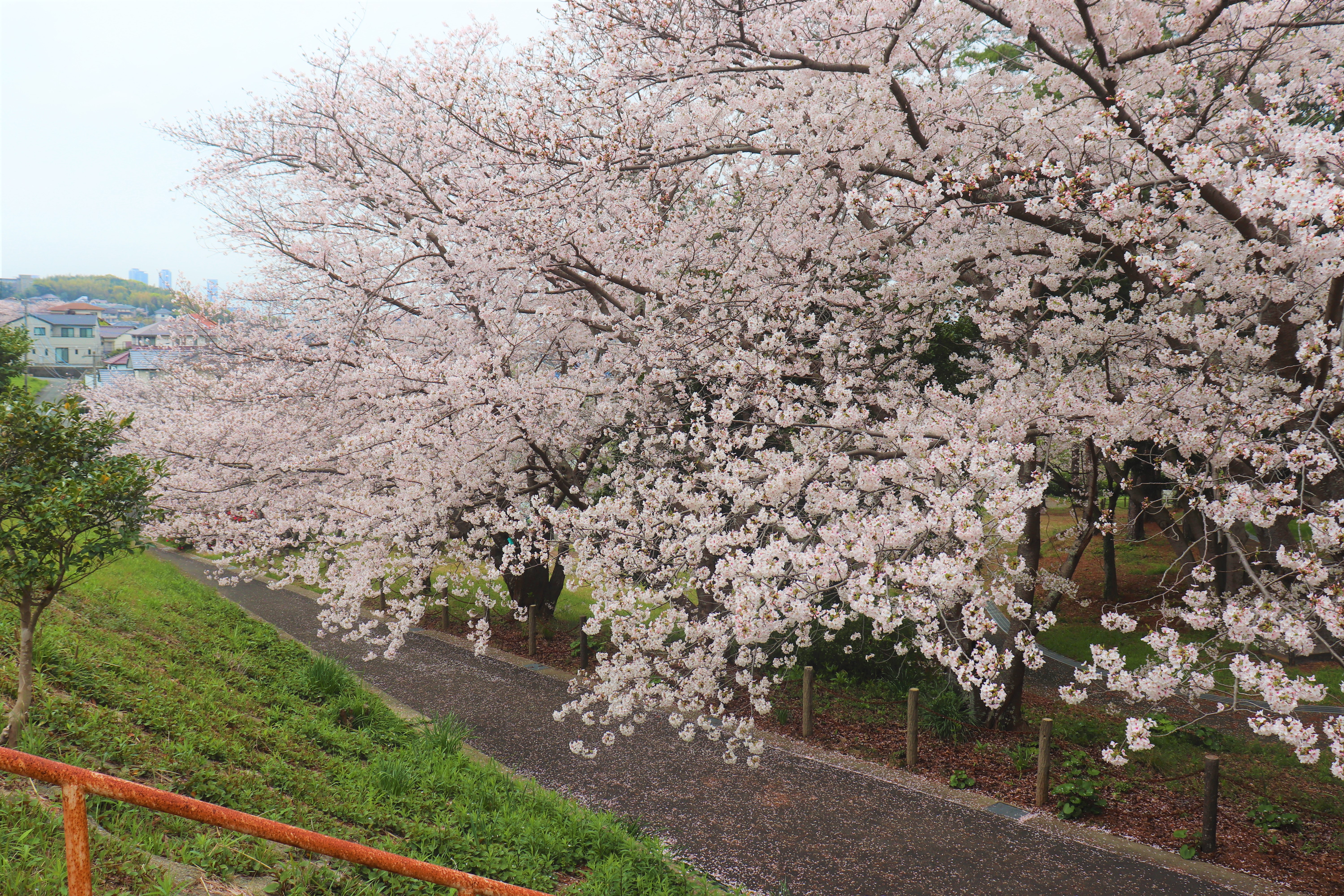 美和台中央公園の桜