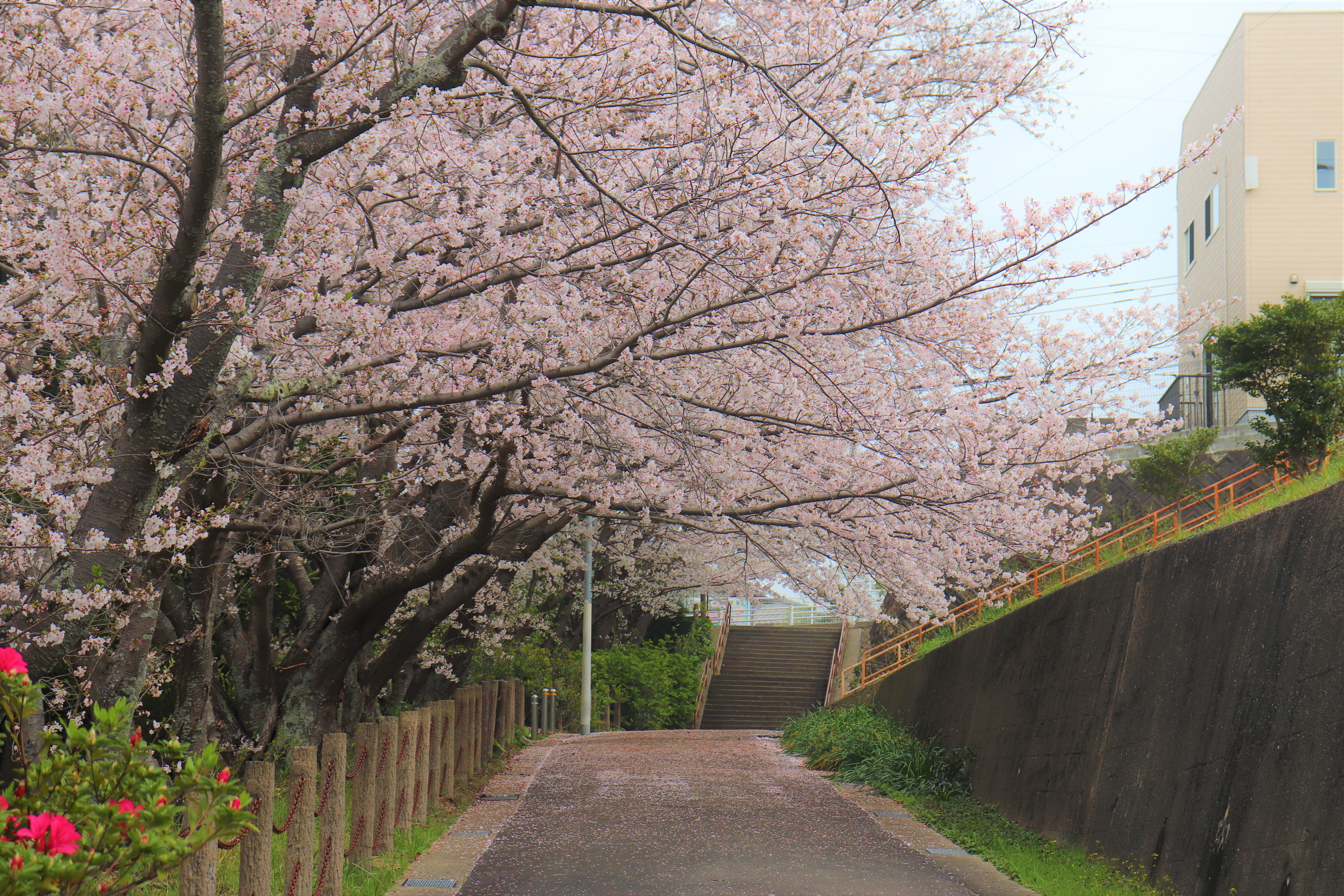美和台中央公園の桜2
