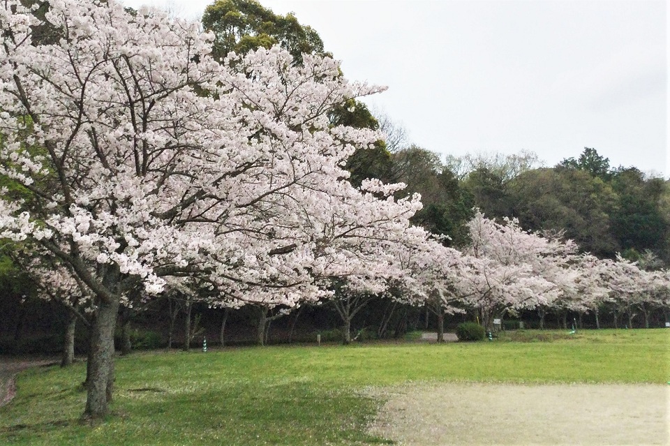 長谷ダム記念公園の桜