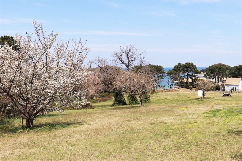 志賀島園地の桜