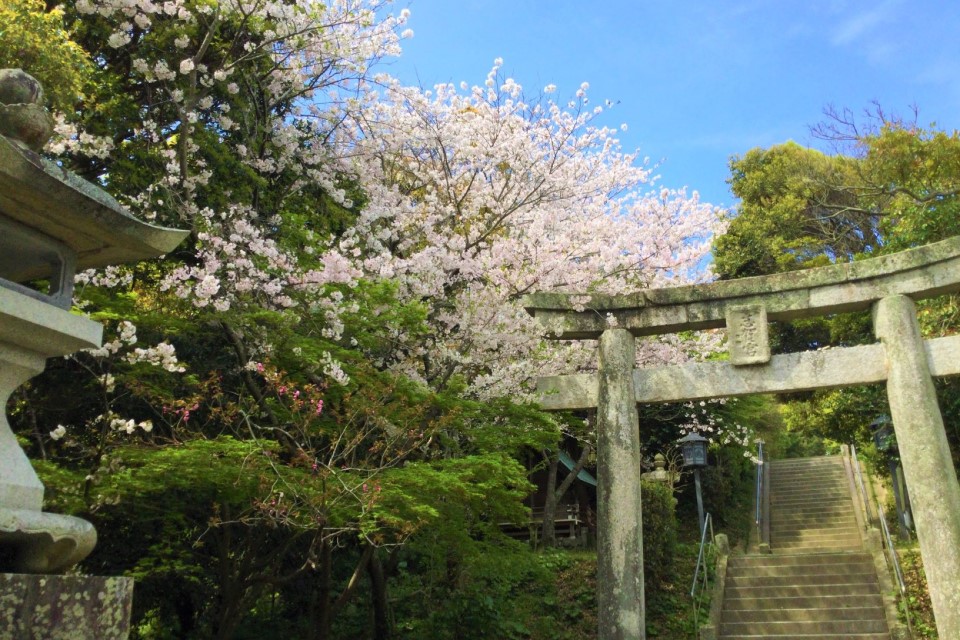 志賀海神社の桜