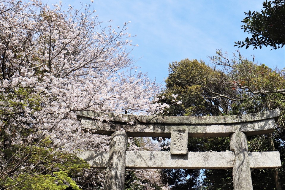 志賀海神社の桜