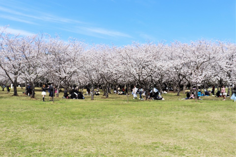 海の中道海浜公園の桜