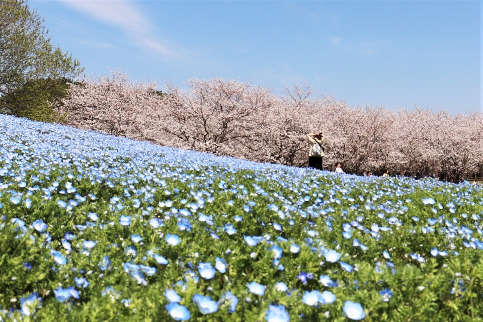 海の中道海浜公園の桜2