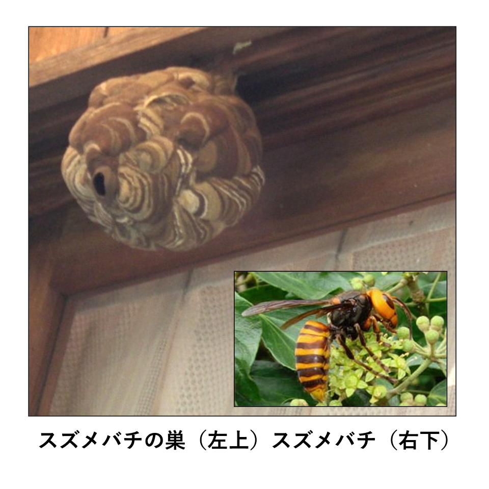 スズメバチの巣とスズメバチ