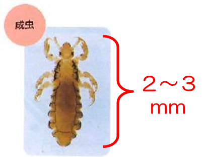 ＜アタマジラミ（成虫）＞の画像
