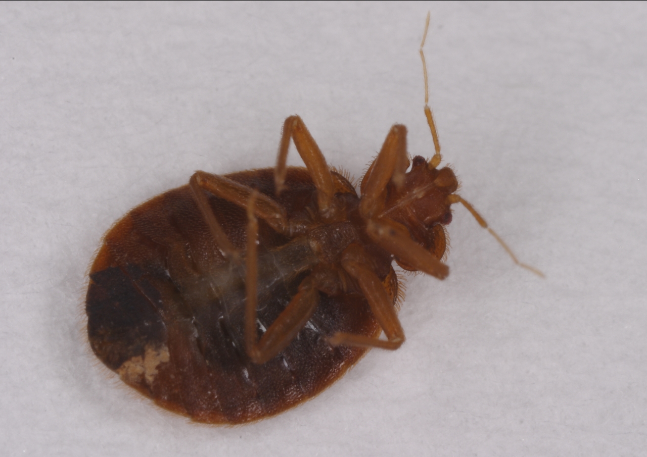 トコジラミの画像2