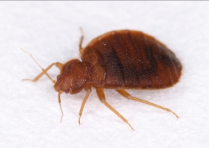 トコジラミの画像1