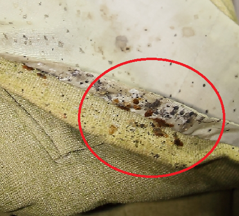 赤丸内にトコジラミが潜んでいる画像