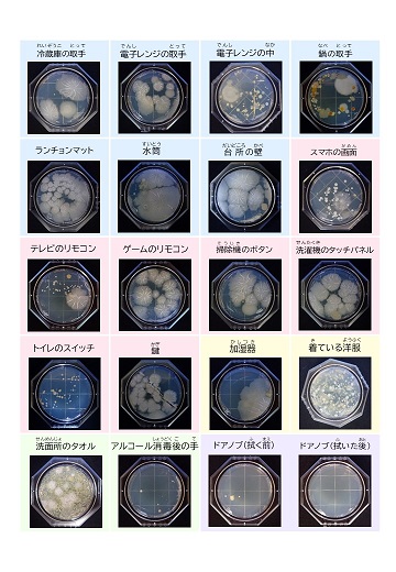 細菌検査の結果
