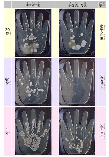 手洗い時間別の結果２