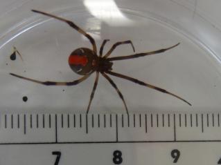 セアカゴケグモ（雌）の拡大画像