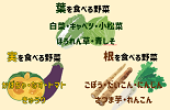 葉、実、根を食べる野菜の写真