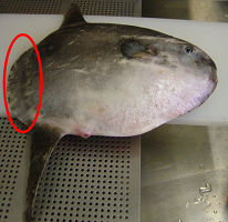 マンボウの写真