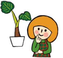 鑑賞用のクワズイモを鑑賞する人のイラスト