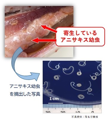 アニサキス幼虫が寄生している写真とアニサキス幼虫を摘出した写真。