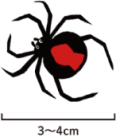 セアカゴケグモのイラスト　大きさは3～4センチメートル