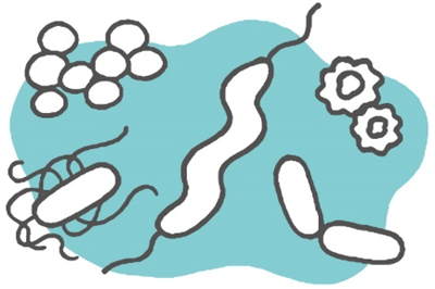 複数種の細菌やウイルスのイラスト