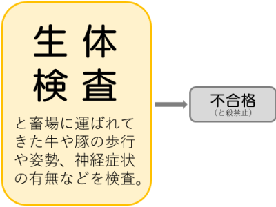 生体検査　と畜場に運ばれてきた牛や豚の歩行や姿勢、神経症状の有無などを検査
