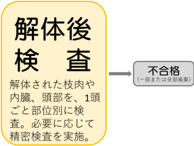 解体後検査　解体された枝肉や内臓、頭部を、1頭ごと部位別に検査。必要に応じて精密検査を実施