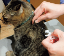 猫にマイクロチップを装着する様子の写真