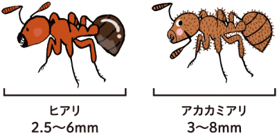ヒアリとアカカミアリのイラスト、ヒアリは2.5～6ミリメートル、アカカミアリは3～8ミリメートル