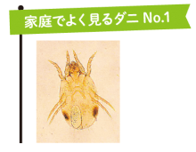 家庭でよく見るダニNo.1