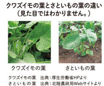 クワズイモとさといもの葉の比較写真　見た目では分かりません