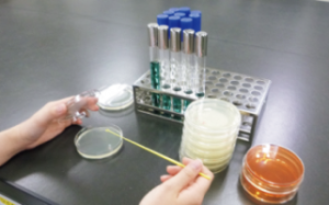 細菌検査の様子の写真