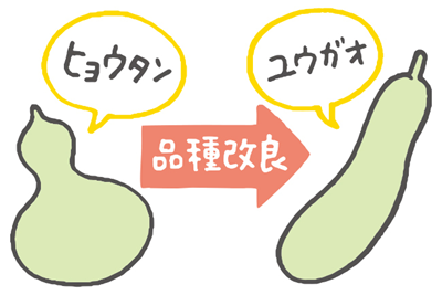 ユウガオはヒョウタンを品種改良したものということを表したイラスト