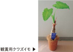 鑑賞用クワズイモの写真
