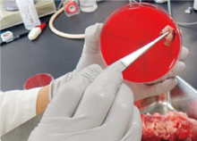 微生物検査の様子の写真