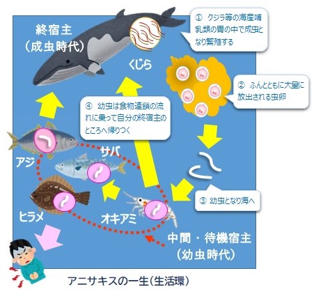 アニサキスの一生を表したイラスト。（１）クジラ等の海産哺乳類の胃の中で成虫となり繁殖する。（２）ふんとともに大量に放出される虫卵。（３）幼虫となり海へ。（４）幼虫は食物連鎖の流れに乗って自分の終宿主のところへ帰りつく。