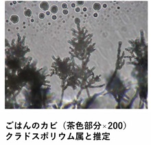 クロカビの写真