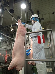 枝肉を検査している様子の写真