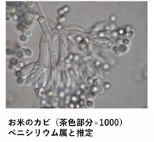 アオカビの写真