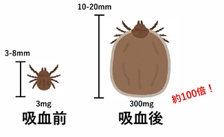 マダニのイラスト。吸血後は吸血前の約100倍に。