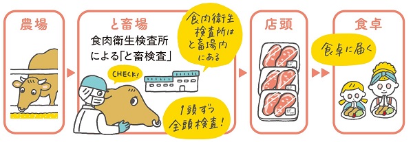 牛や豚が食卓に届くまでの流れを表した図。農場にいる牛は、と畜場に運ばれる。と畜場内にある食肉衛生検査所による「と畜検査」が行われる。1頭ずつ全頭検査される。検査を受けた肉が店頭に並ぶ。食卓に届く。