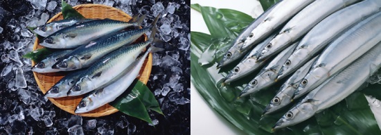 サバとサンマの写真